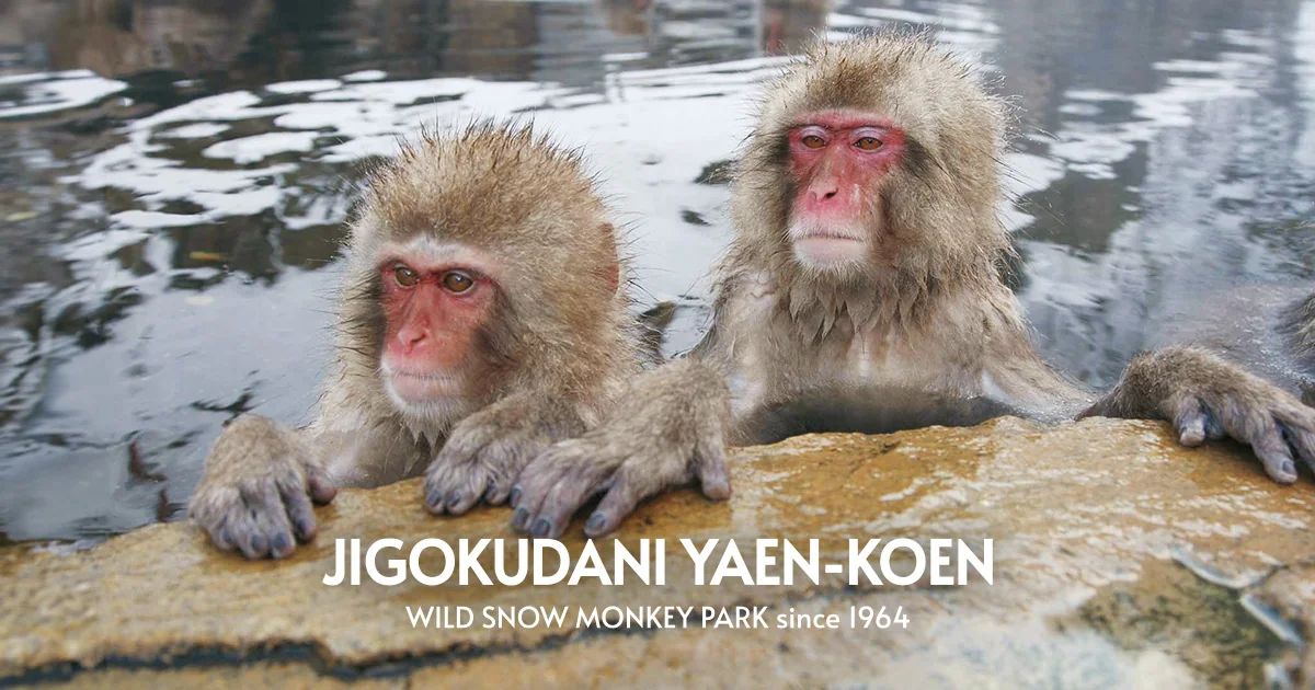 Macacos japoneses en el parque Jigokudani