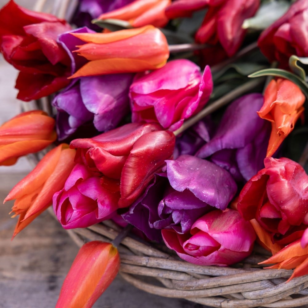 Crocus