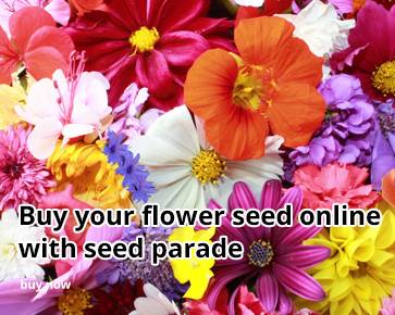 SeedParade