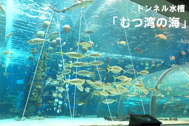 Túnel submarino de la bahía de Mutsu en Asamushi Aquarium