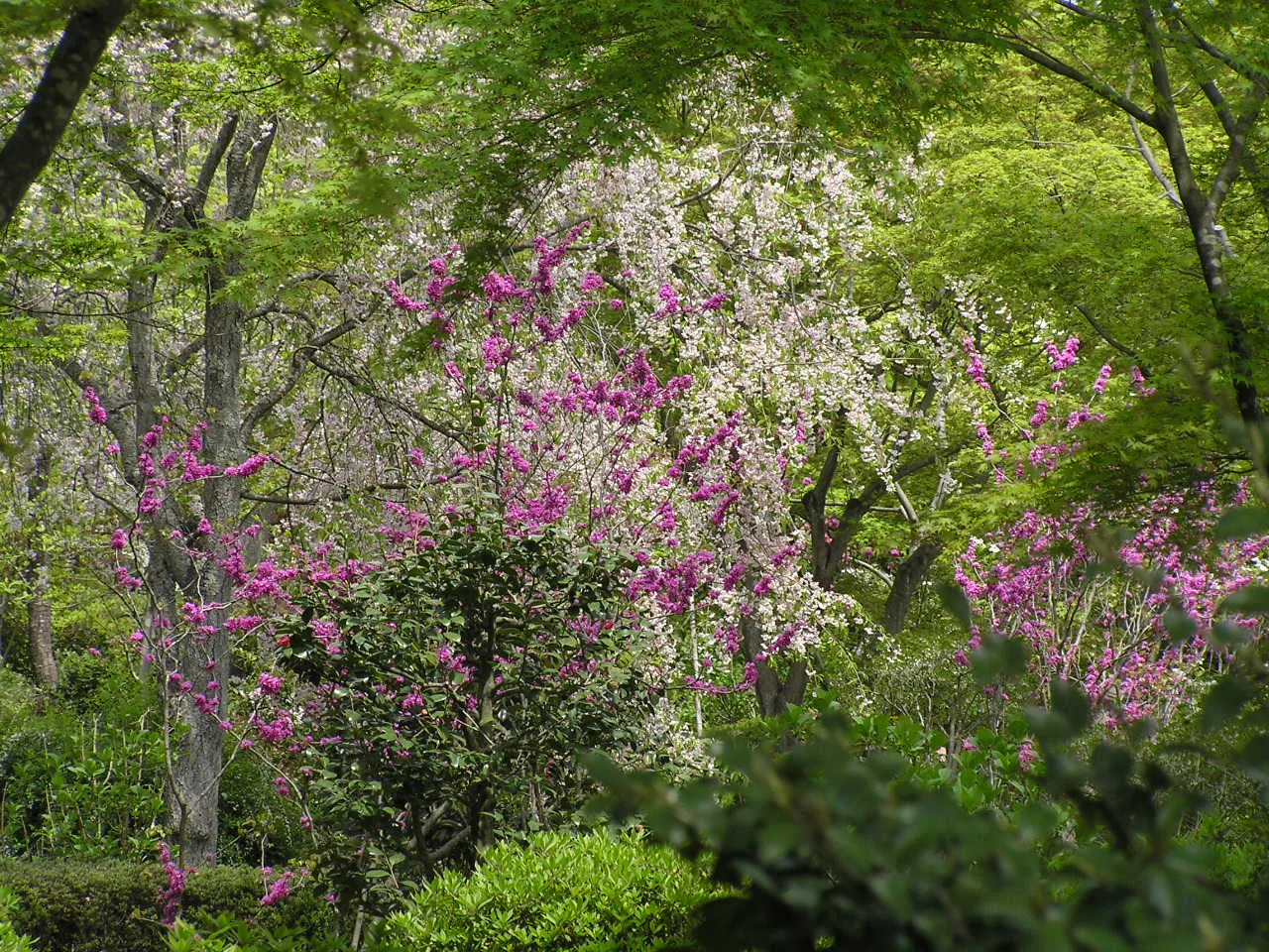 Jardín Sōgenchi de Tenryū-ji en Arashiyama.