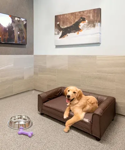 K9 Resorts Luxury Pet Hotel