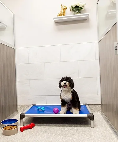 K9 Resorts Luxury Pet Hotel