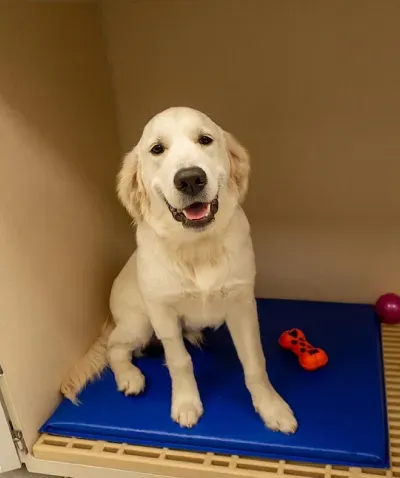K9 Resorts Luxury Pet Hotel