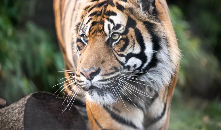 London Zoo