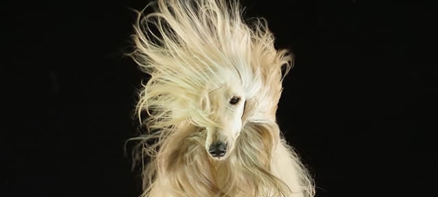 Small white dog with a long, carefully groomed coat.