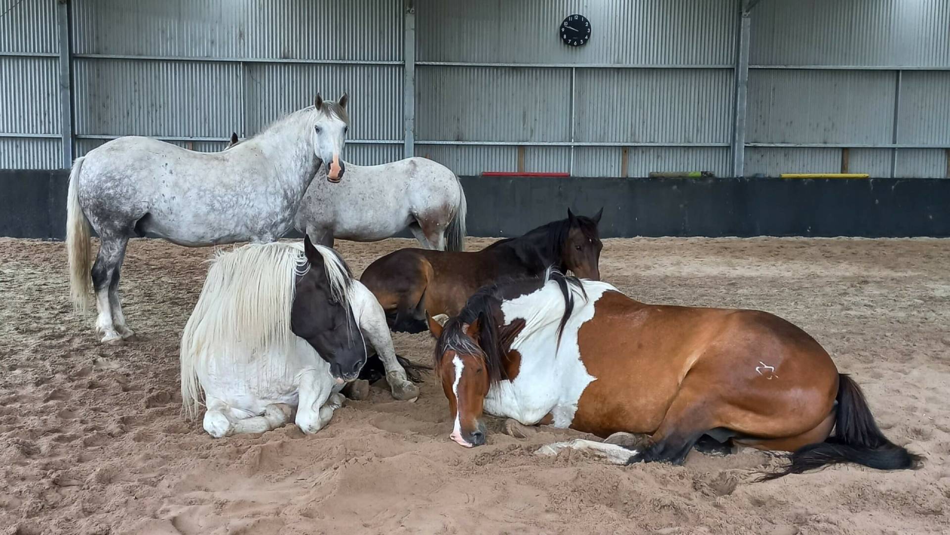 Caballos reunidos en el establo de Highlands Centre for Healing / Horses gathered in the Highlands Centre for Healing stable
