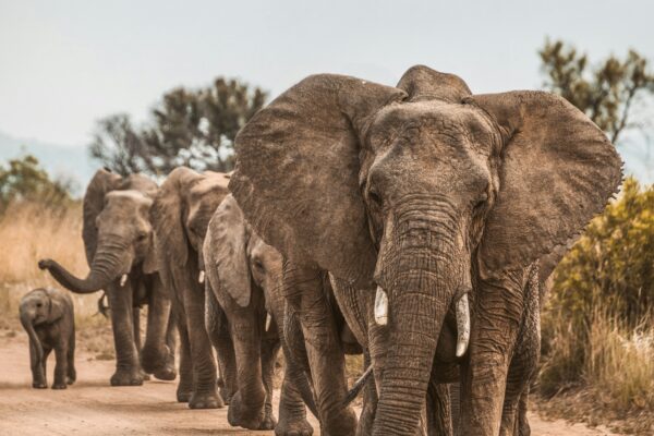 A herd of elephants walking together on safari.