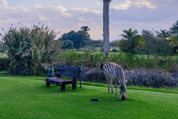 A zebra beside a garden path at a safari lodge.