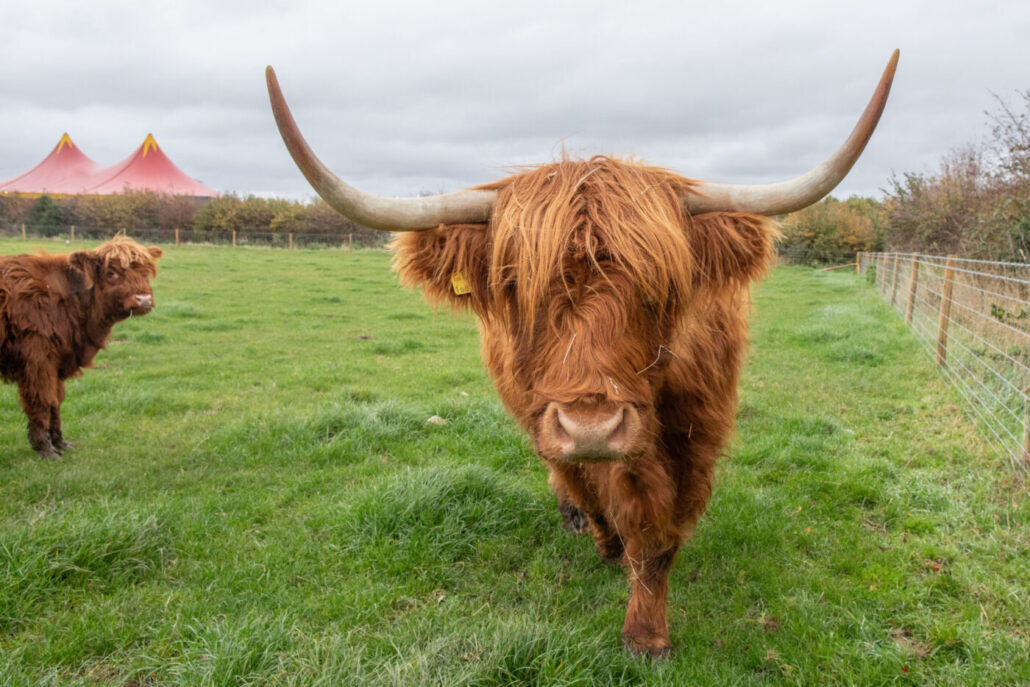 Highland cattle in a pasture / Highland cattle in a pasture