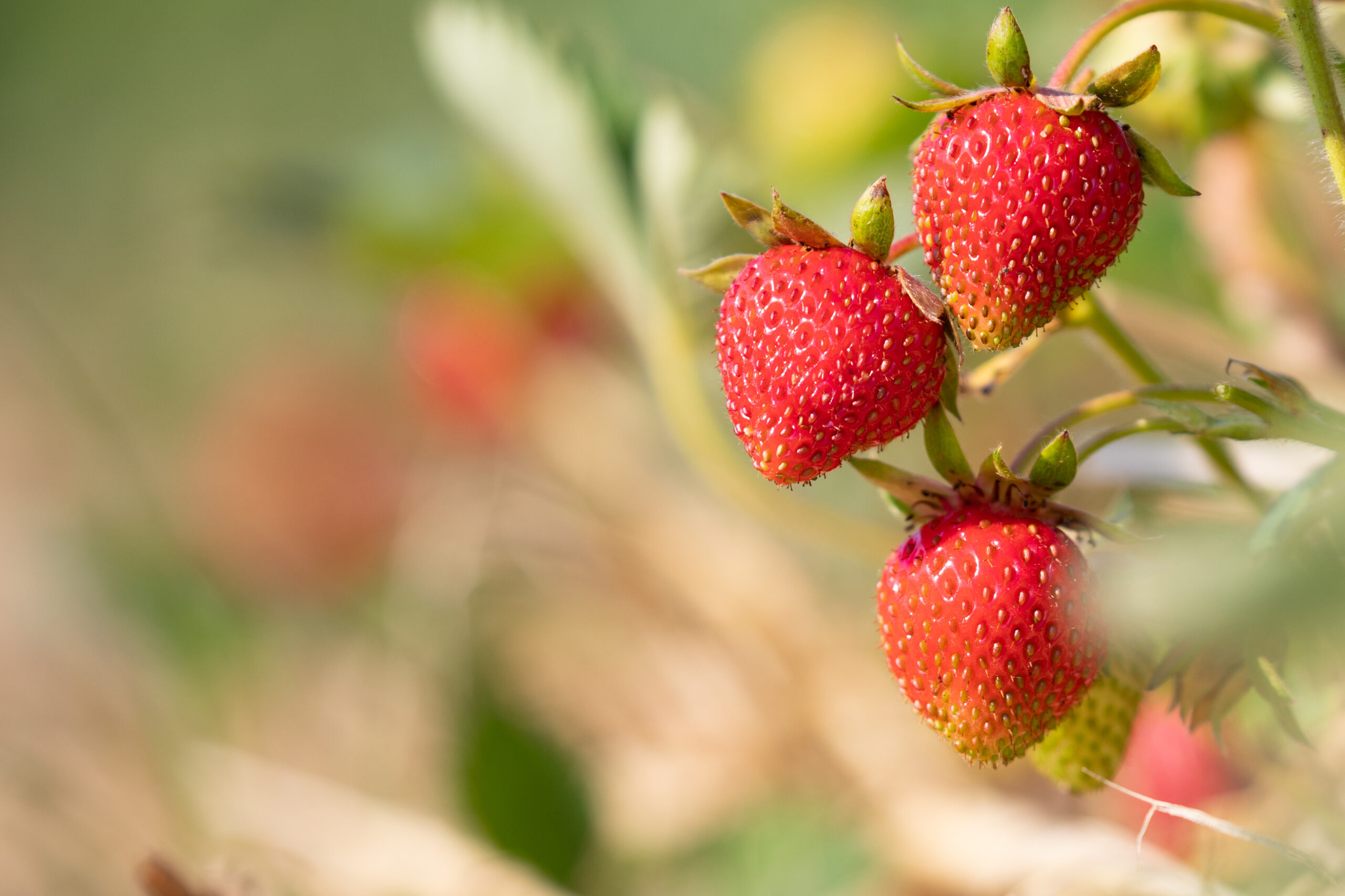 Strawberries growing on the farm / Strawberries growing on the farm