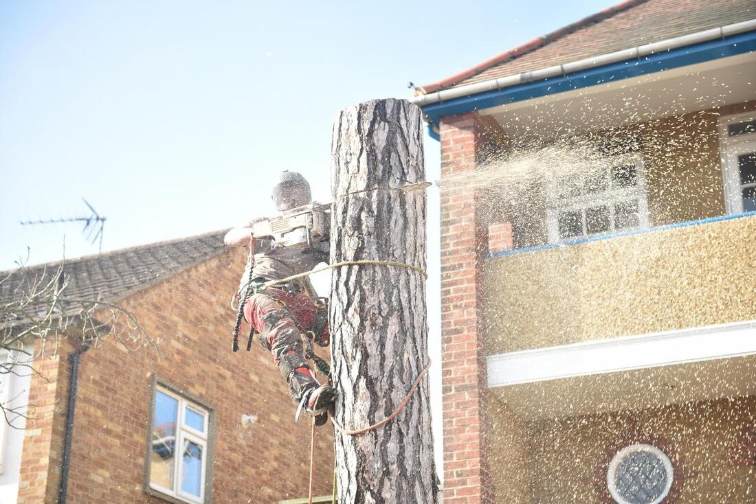 Arborista realiza una práctica de corte en un árbol durante un trabajo de arboricultura.