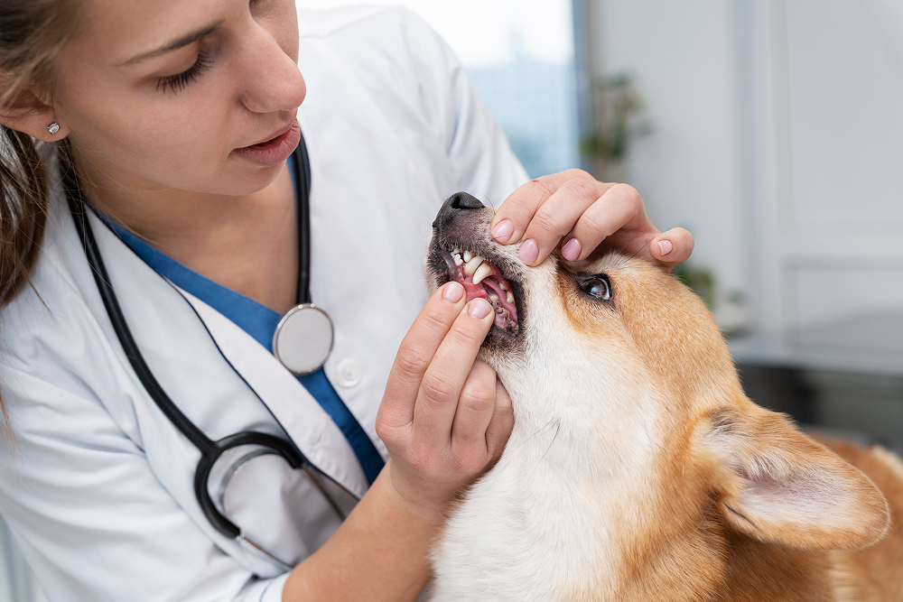 Revisión veterinaria de la oreja de un perro / A veterinarian examines a dog’s ear.