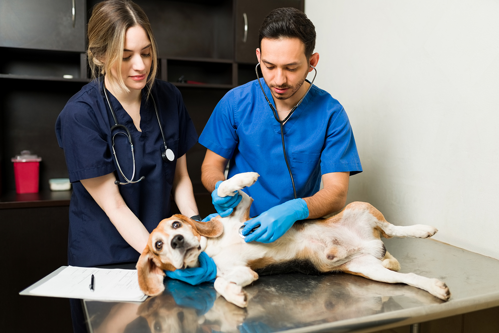 Personal veterinario revisa a un perro en una mesa de examen / Veterinary staff examine a dog on a treatment table.