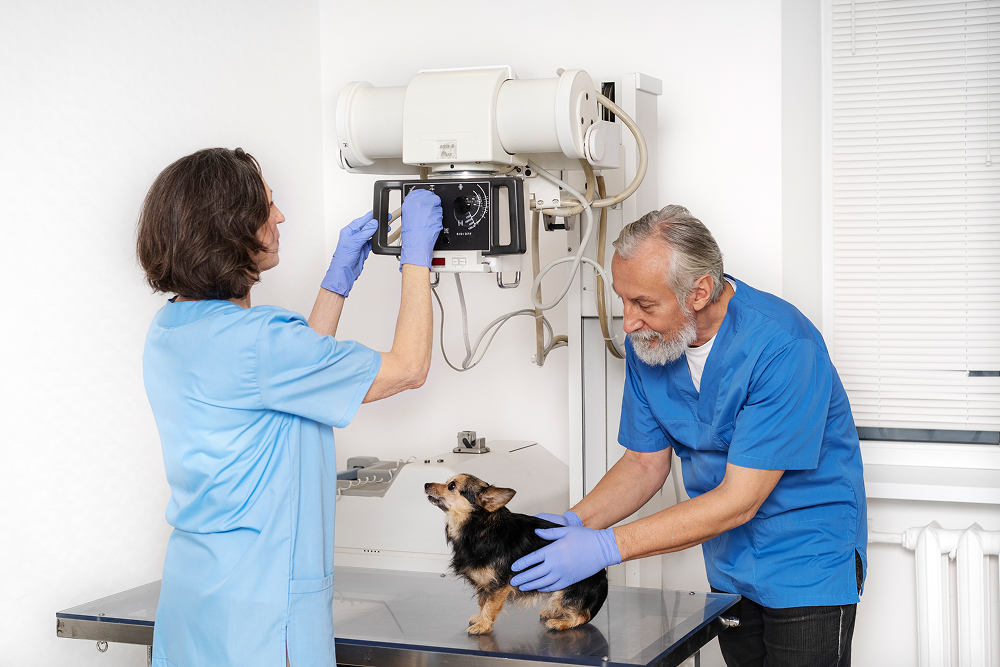 Personal veterinario realiza una radiografía a un perro / Veterinary staff take an X-ray of a dog.