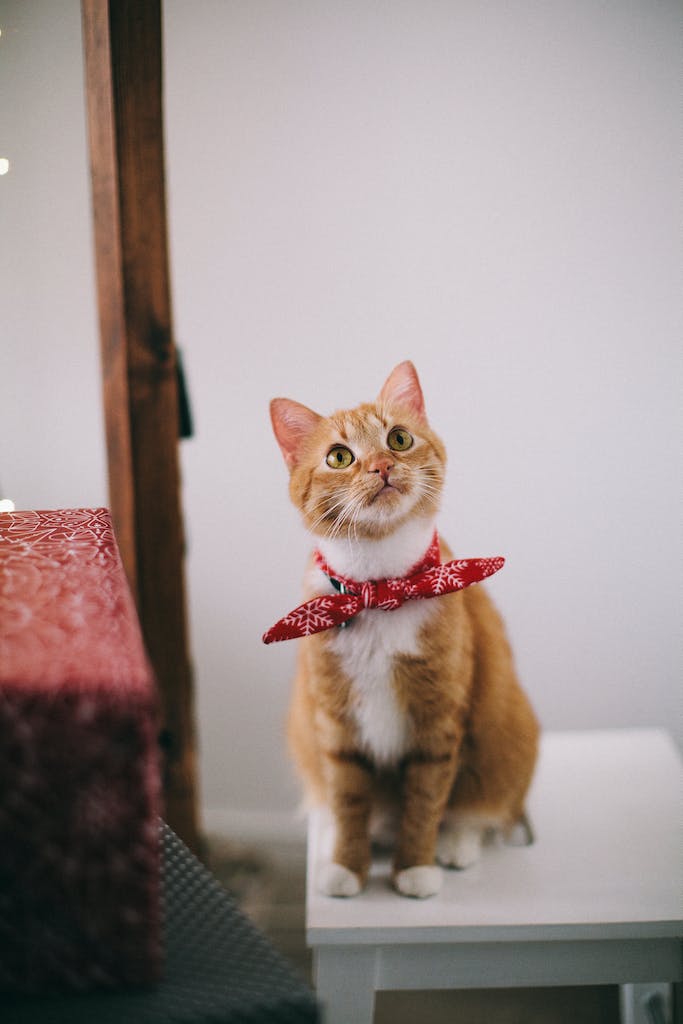 Gato sentado en una repisa interior. / Cat sitting on an indoor ledge.