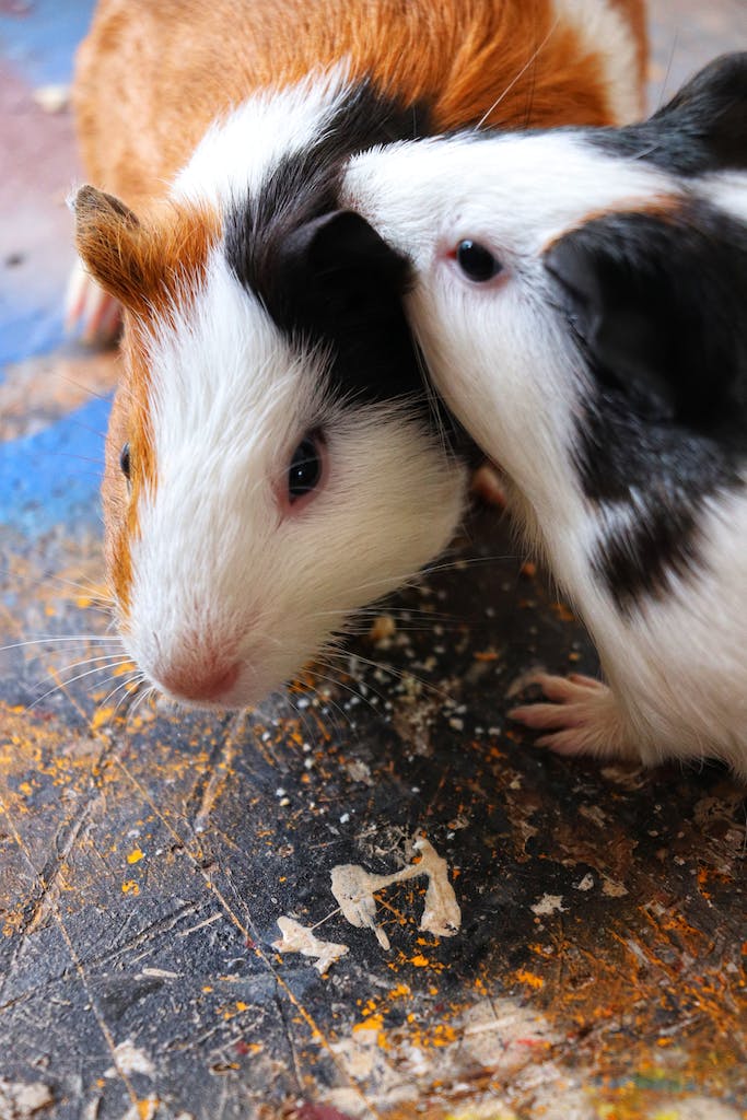 Cobaya junto a su alimento. / Guinea pig beside its food.