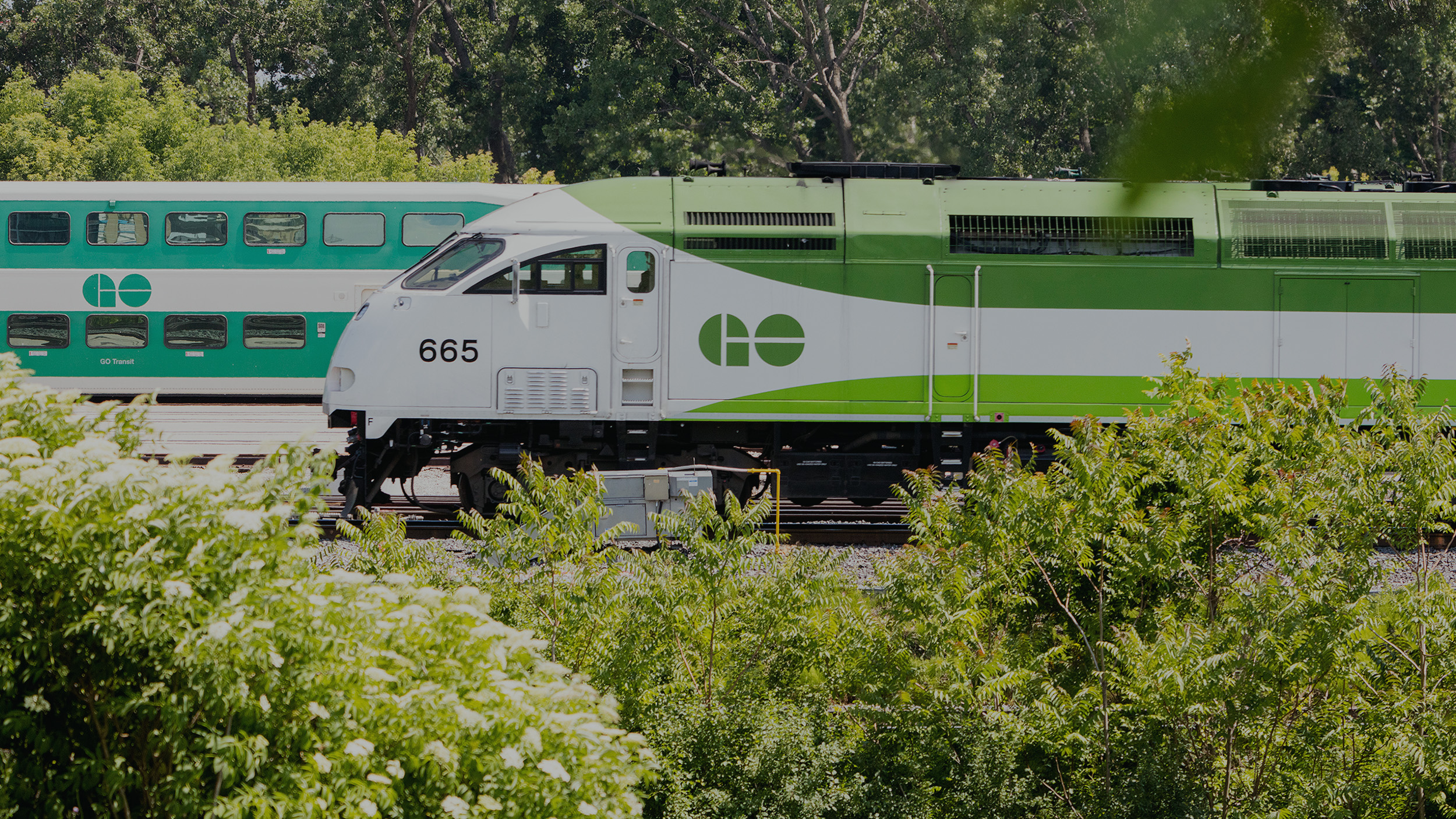 Tren verde y blanco de GO Transit junto a vegetación / Green-and-white GO Transit train beside greenery