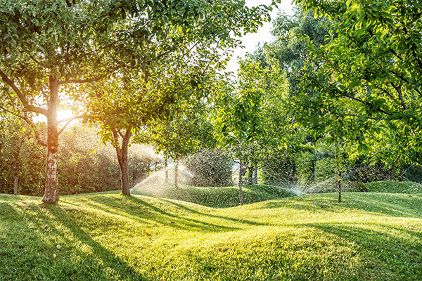 Aberdeen Tree Surgeons | Aberdeenshire Tree Specialists