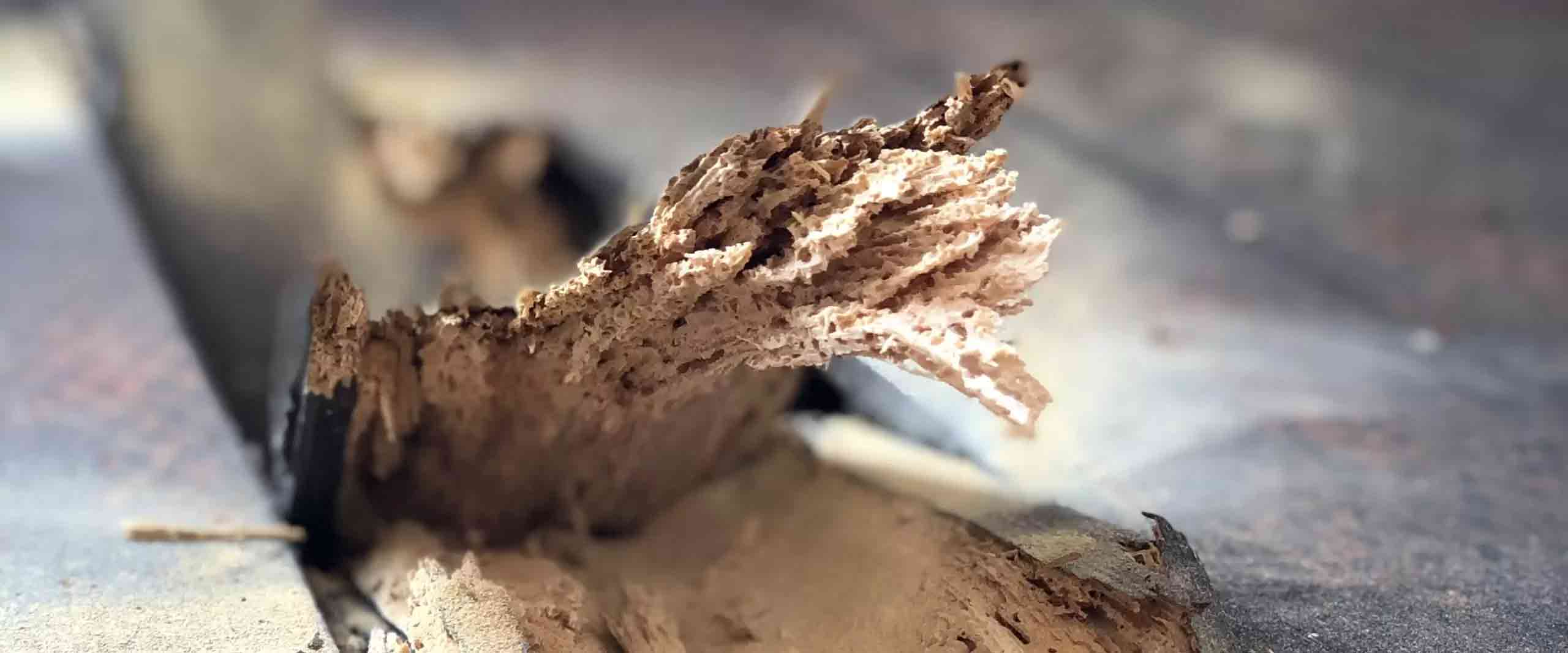 Allerton Damp Solutions | Your Trusted Experts Since 1983