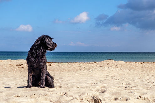 Animal Health Certificates | EU pet travel from the North East | AHC PETVET Newcastle up