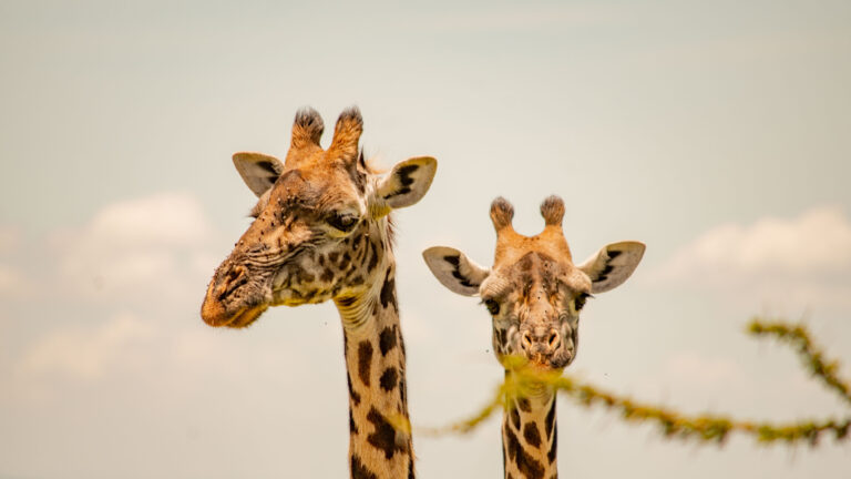 Jirafas en el Serengeti, destino incluido en las rutas de safari de la empresa.