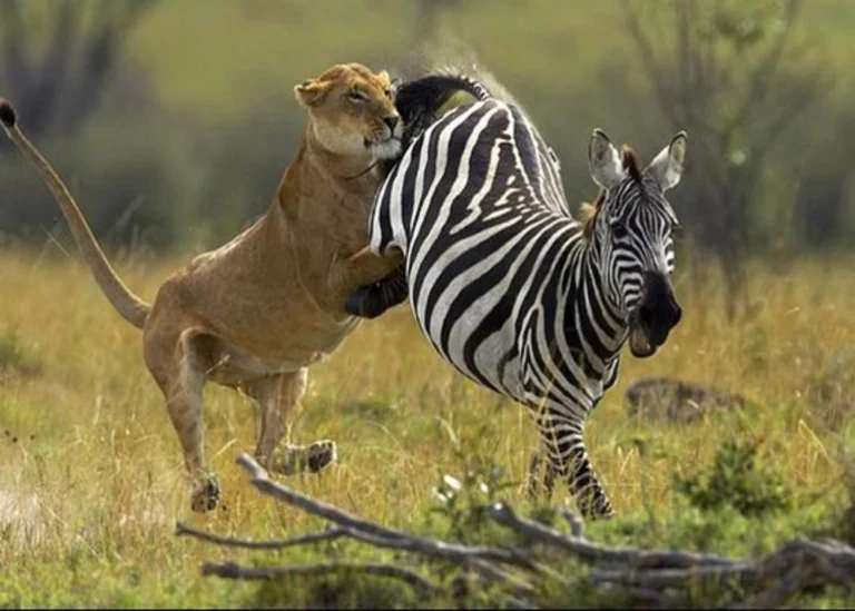 Leona y cebra en una escena de fauna de safari; ilustración del catálogo de Tanzania.