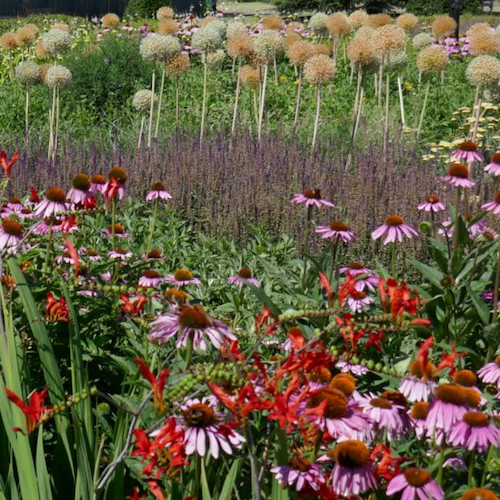 Burncoose Nurseries - plants by mail order direct to you