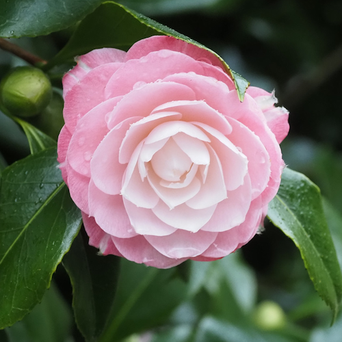 Burncoose Nurseries - plants by mail order direct to you