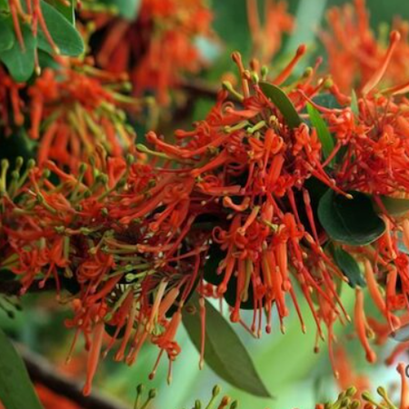 Burncoose Nurseries - plants by mail order direct to you