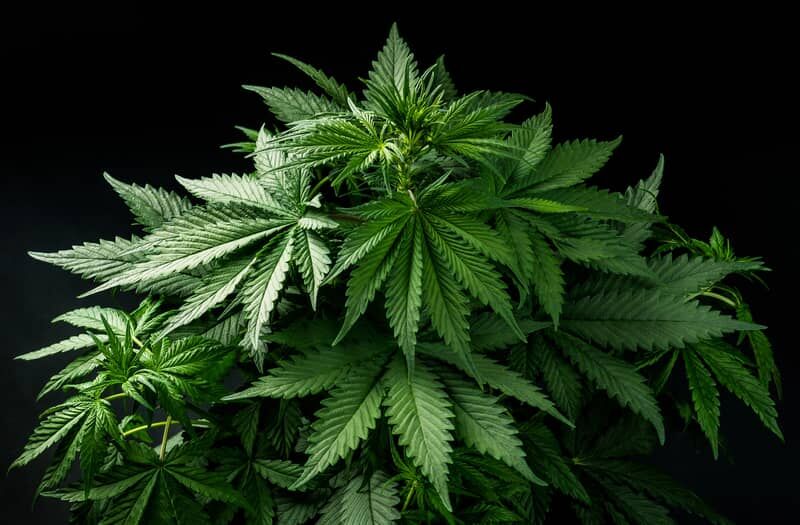 Buy Cannabis Seeds from €1 | Bulk Genetics