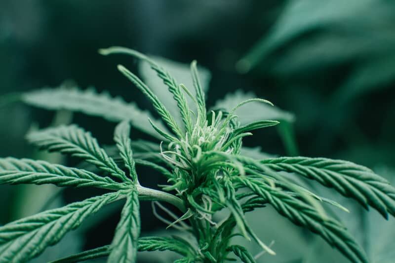Buy Cannabis Seeds from €1 | Bulk Genetics