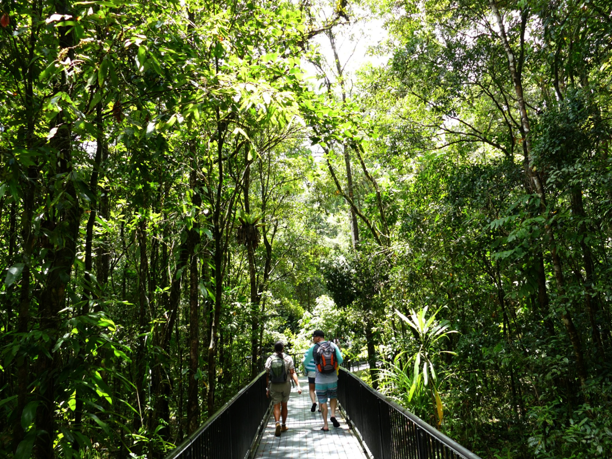 Sendero de selva en Mossman Gorge, una excursión ofrecida a través de Cairns Discovery Tours.