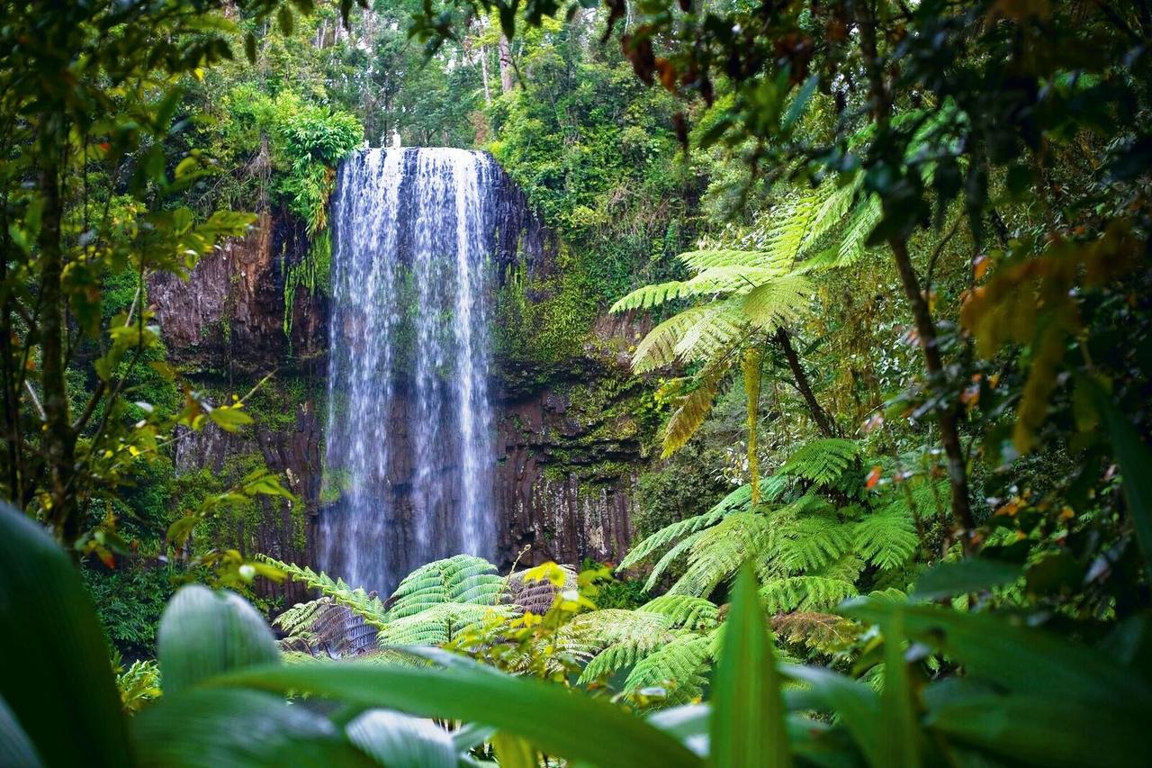 Millaa Millaa Falls, parada del tour de cascadas de Uncle Brian’s Tours.