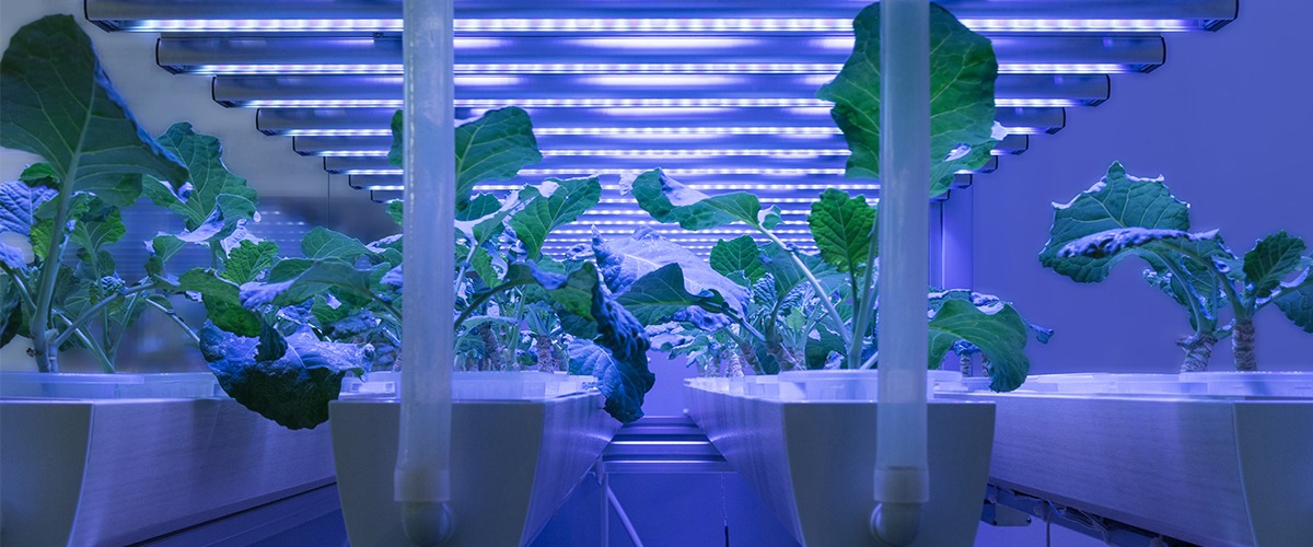 Camgrow | Hydroponics, Horticulture, and Indoor Gardening Shop
