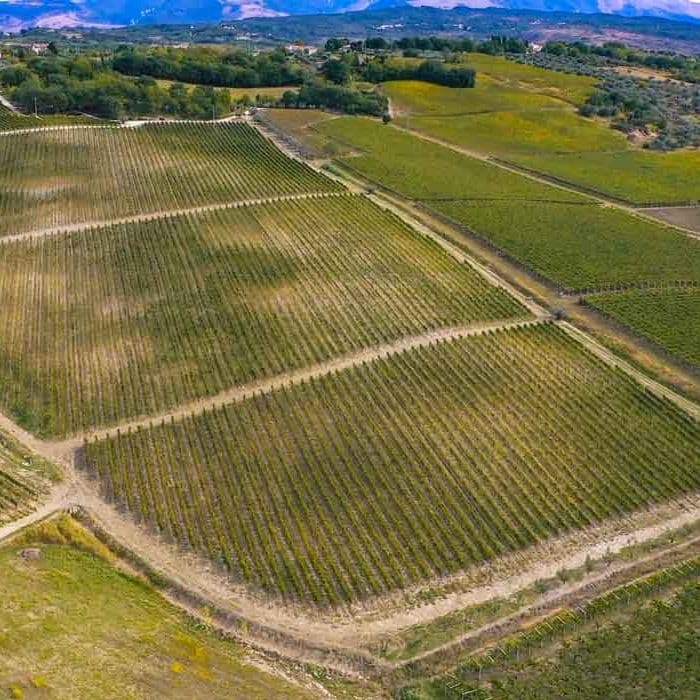 Cantina Terzini | Vini d’Abruzzo Premiati e Certificati