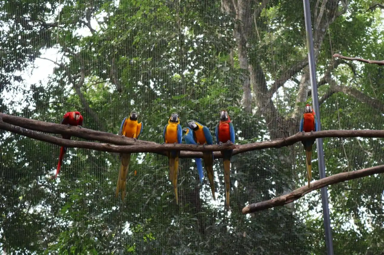 Parque das Aves, actividad incluida en el catálogo de Caracol Internacional