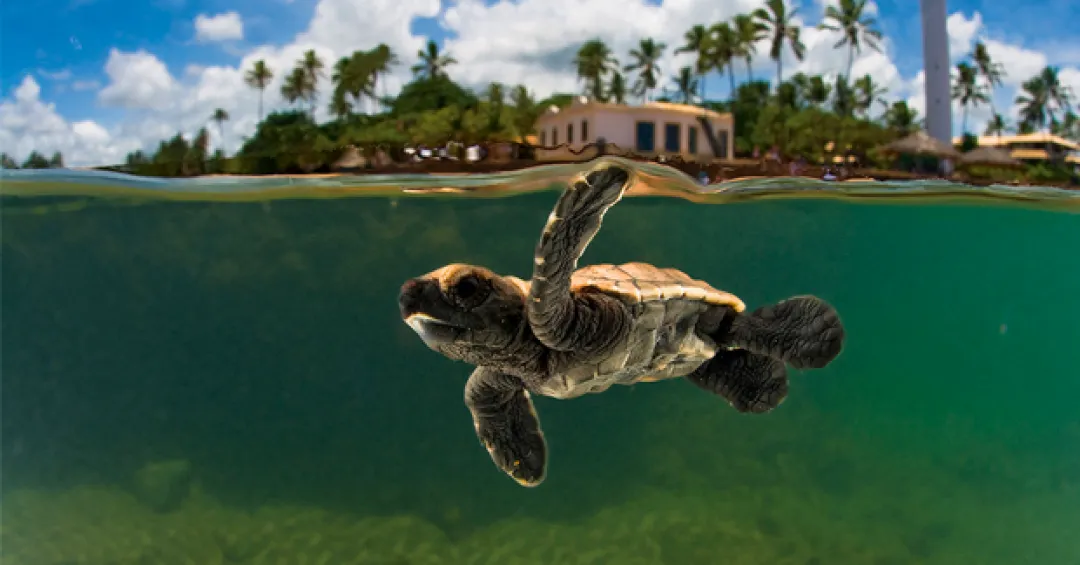 Tortuga marina asociada a la visita opcional al Projeto Tamar