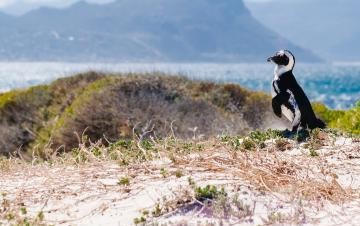 Pingüino de Boulders Beach y costa de la península del Cabo, dentro de la excursión publicada por la empresa.