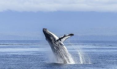 Ballena en la costa de Hermanus, ruta estacional anunciada por la empresa.