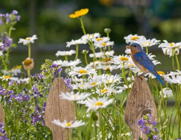 Design & Landscaping Specialists - House Garden