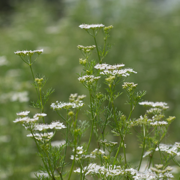 Flowering herb plants shown by Earthsong Seeds