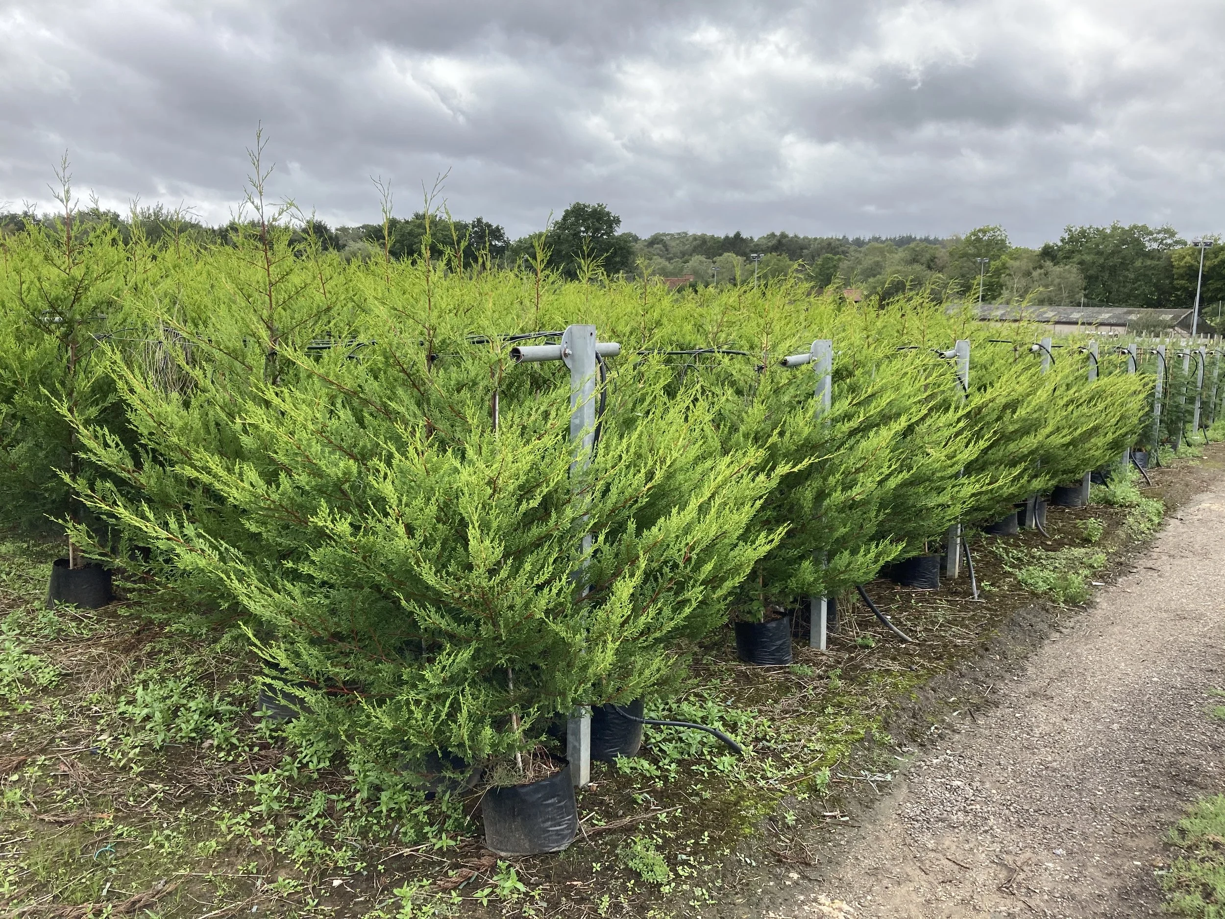 English Hedging- Evergreen Plants for Instant Impact