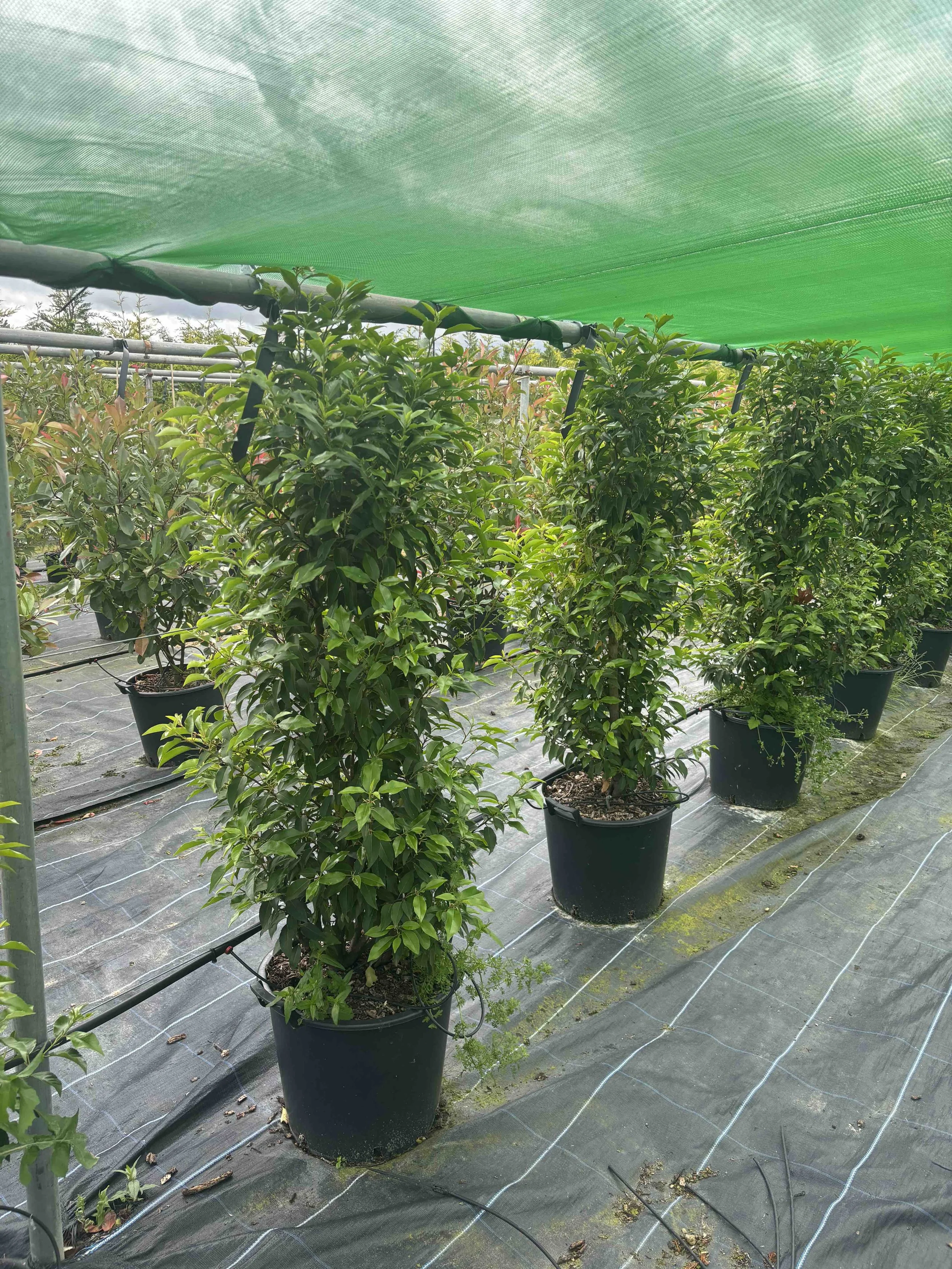 English Hedging- Evergreen Plants for Instant Impact