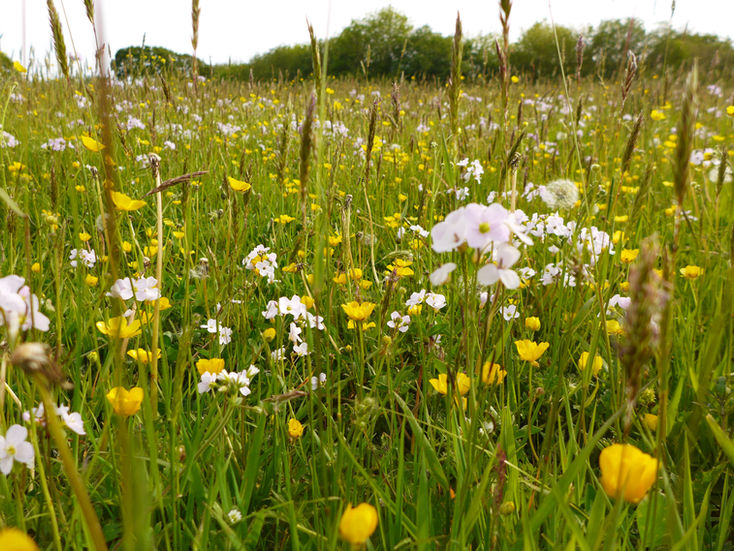 Exclusive Camping | Bakesdown Farm Camping | Marhamchurch