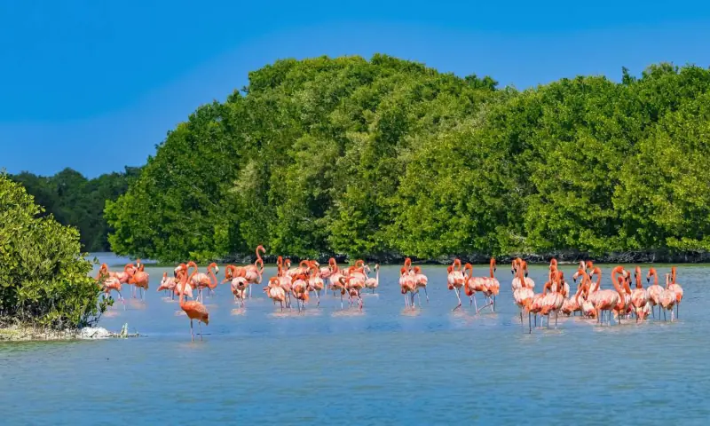 Flamencos en los manglares de Celestún, destino de una excursión de naturaleza