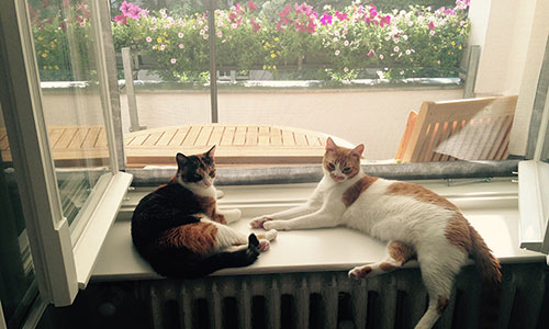Flat Cats Window Protection Screens for Cats