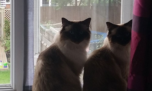 Flat Cats Window Protection Screens for Cats