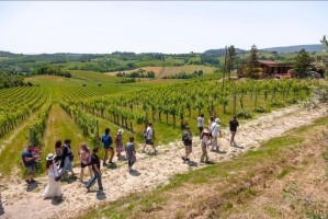 Paisaje de viñedos en una excursión de Walkabout por la Toscana