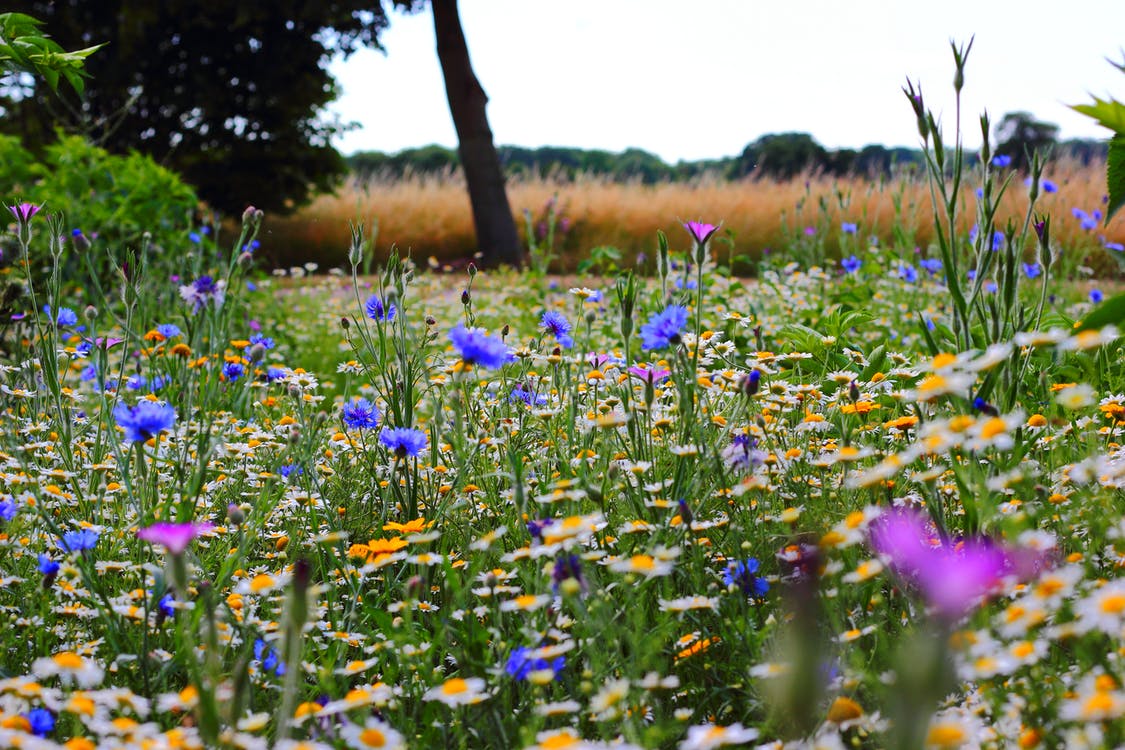 Forker Garden Products Horticultural Peat & Compost Products Armagh